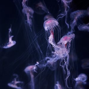 Preview wallpaper jellyfish, tentacle, water, beautiful, dark