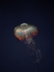 Preview wallpaper jellyfish, tentacles, animal, underwater, dark