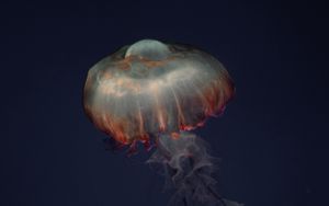 Preview wallpaper jellyfish, tentacles, animal, underwater, dark