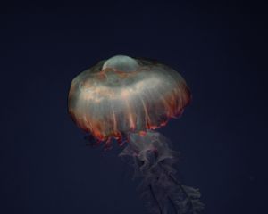 Preview wallpaper jellyfish, tentacles, animal, underwater, dark