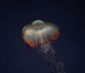 Preview wallpaper jellyfish, tentacles, animal, underwater, dark