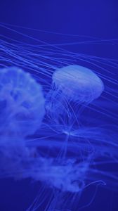 Preview wallpaper jellyfish, tentacles, blue, creatures