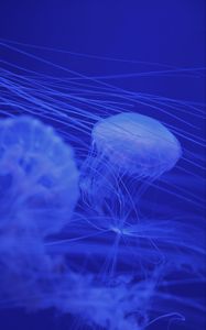 Preview wallpaper jellyfish, tentacles, blue, creatures
