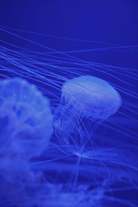 Preview wallpaper jellyfish, tentacles, blue, creatures