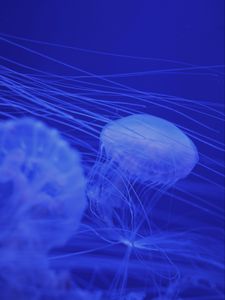 Preview wallpaper jellyfish, tentacles, blue, creatures