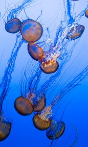 Preview wallpaper jellyfish, tentacles, blue, underwater