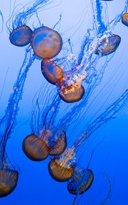 Preview wallpaper jellyfish, tentacles, blue, underwater