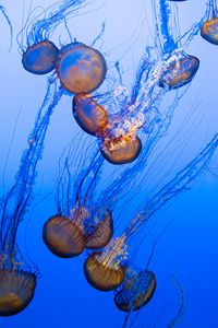 Preview wallpaper jellyfish, tentacles, blue, underwater