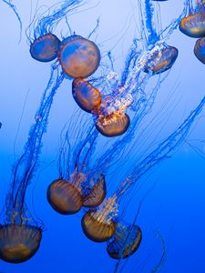 Preview wallpaper jellyfish, tentacles, blue, underwater