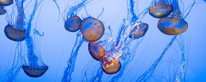 Preview wallpaper jellyfish, tentacles, blue, underwater