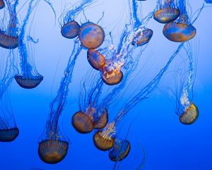 Preview wallpaper jellyfish, tentacles, blue, underwater