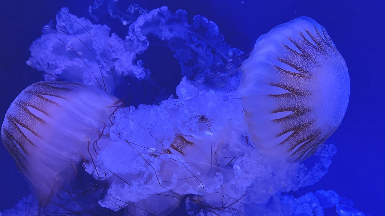 Wallpaper jellyfish, tentacles, blue, dark