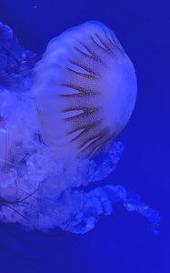 Preview wallpaper jellyfish, tentacles, blue, dark