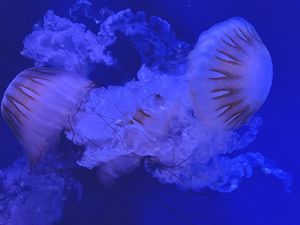 Preview wallpaper jellyfish, tentacles, blue, dark