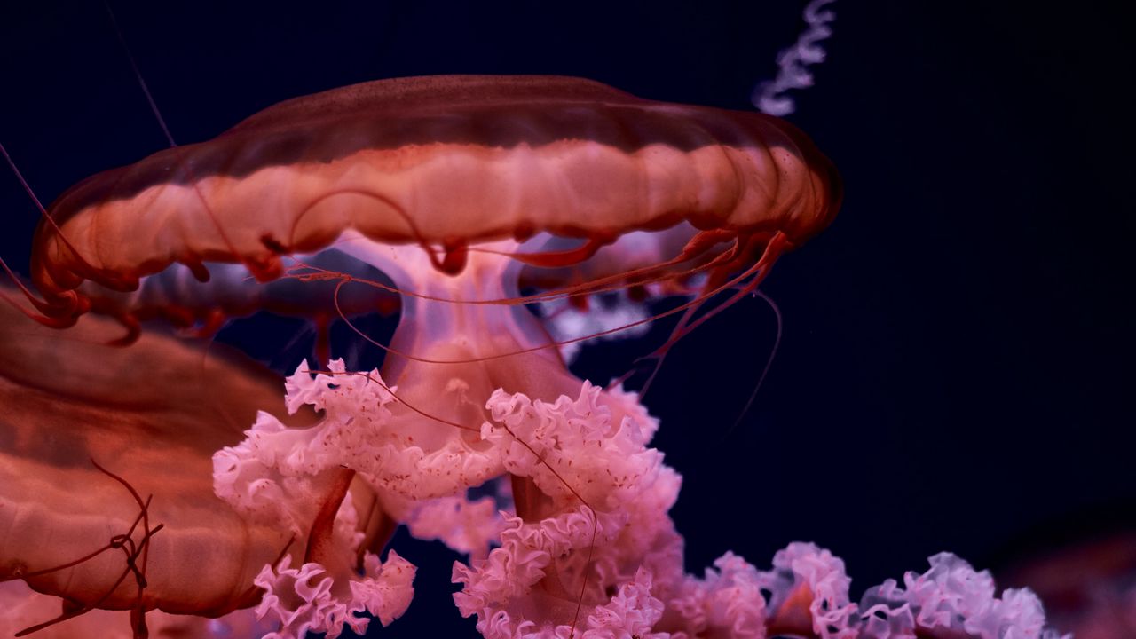 Wallpaper jellyfish, tentacles, brown, creature