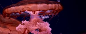 Preview wallpaper jellyfish, tentacles, brown, creature