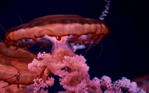 Preview wallpaper jellyfish, tentacles, brown, creature