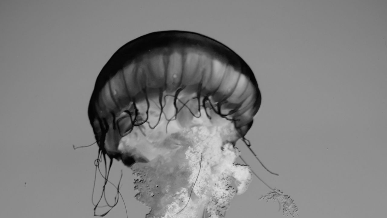 Wallpaper jellyfish, tentacles, bw