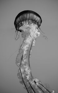 Preview wallpaper jellyfish, tentacles, bw