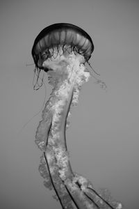 Preview wallpaper jellyfish, tentacles, bw