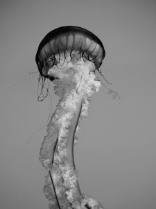 Preview wallpaper jellyfish, tentacles, bw