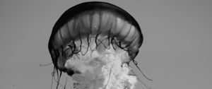 Preview wallpaper jellyfish, tentacles, bw