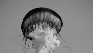 Preview wallpaper jellyfish, tentacles, bw