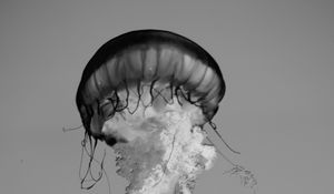 Preview wallpaper jellyfish, tentacles, bw