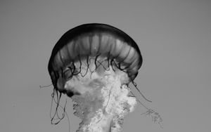 Preview wallpaper jellyfish, tentacles, bw