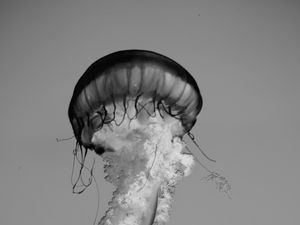 Preview wallpaper jellyfish, tentacles, bw