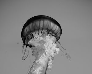 Preview wallpaper jellyfish, tentacles, bw