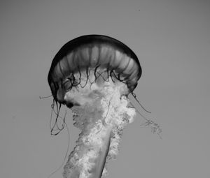 Preview wallpaper jellyfish, tentacles, bw