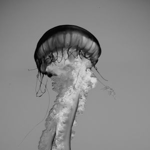 Preview wallpaper jellyfish, tentacles, bw