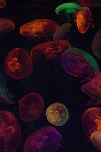 Preview wallpaper jellyfish, tentacles, colorful, dark