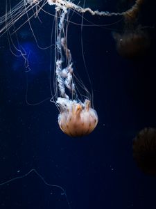 Preview wallpaper jellyfish, tentacles, creature, sea, underwater