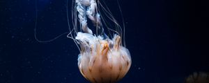 Preview wallpaper jellyfish, tentacles, creature, sea, underwater