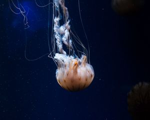 Preview wallpaper jellyfish, tentacles, creature, sea, underwater