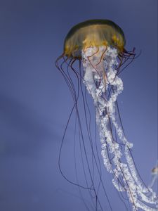 Preview wallpaper jellyfish, tentacles, creature, underwater, sea