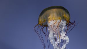 Preview wallpaper jellyfish, tentacles, creature, underwater, sea