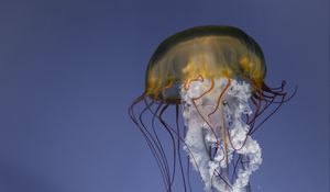 Preview wallpaper jellyfish, tentacles, creature, underwater, sea