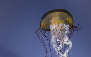 Preview wallpaper jellyfish, tentacles, creature, underwater, sea
