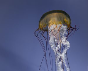 Preview wallpaper jellyfish, tentacles, creature, underwater, sea