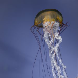 Preview wallpaper jellyfish, tentacles, creature, underwater, sea