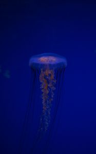 Preview wallpaper jellyfish, tentacles, creature, blue, underwater