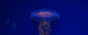 Preview wallpaper jellyfish, tentacles, creature, blue, underwater