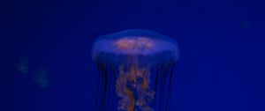 Preview wallpaper jellyfish, tentacles, creature, blue, underwater