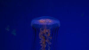 Preview wallpaper jellyfish, tentacles, creature, blue, underwater