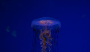 Preview wallpaper jellyfish, tentacles, creature, blue, underwater