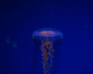 Preview wallpaper jellyfish, tentacles, creature, blue, underwater