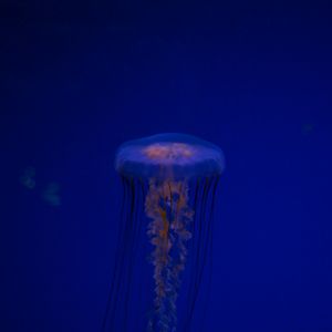 Preview wallpaper jellyfish, tentacles, creature, blue, underwater